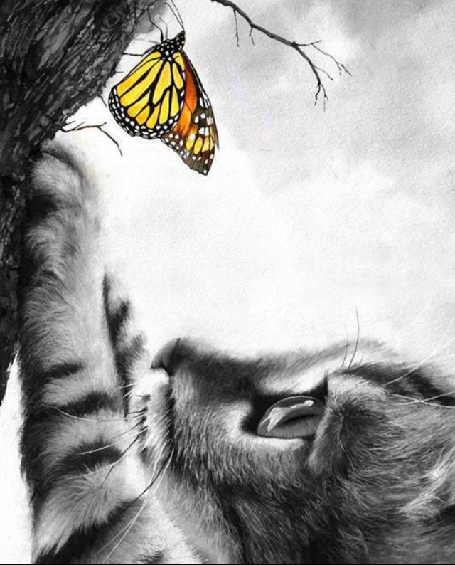 cat-and-butterfly