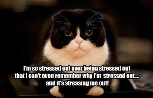cat-stres